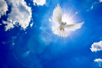 Picture of Weisse Taube am Himmel mit Sonne und Wolken