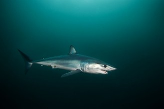 Picture of Mako shark Isurus oxyrinchus Atlantic ocean Simons Town South Africa