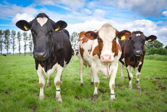 Picture of Drei Milchkhe auf einer Weide Portrait