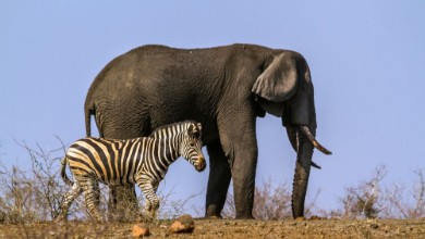 Bild på Plains zebra and African bush elephant in Kruger National park South Africa