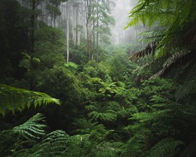 Picture of Lush Rainforest with morning fog