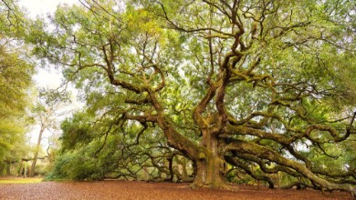 Afbeeldingen van 400 Years Old