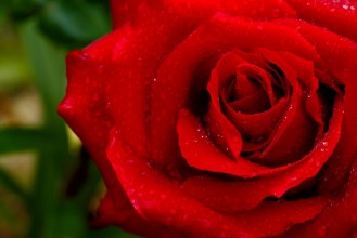 Afbeeldingen van Beautiful red rose closeup
