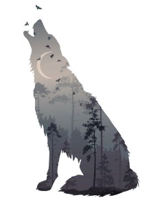 Picture of Silhouette of the howling wolf Inside of it is a mysterious night forest with a moon and flying birds Vector illustration isolated object