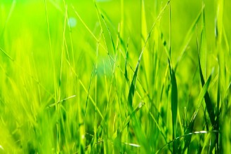 Afbeeldingen van Fresh green grass in sunset with glow
