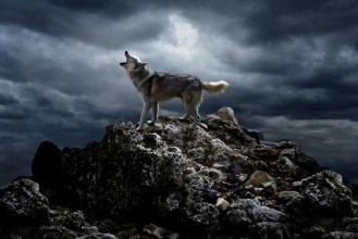 Picture of A lone wolf sings his song on top at night
