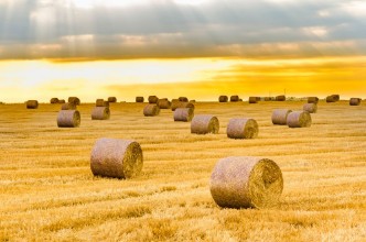 Picture of Golden Bales
