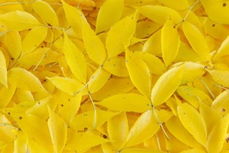Picture of Yellow Fallen Leaves