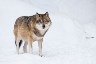 Ritratt ta’ Gray wolf in winter