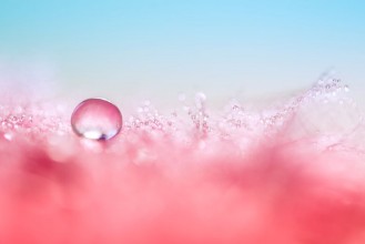 Picture of A drop of water on a red feather Beautiful macro with a drop