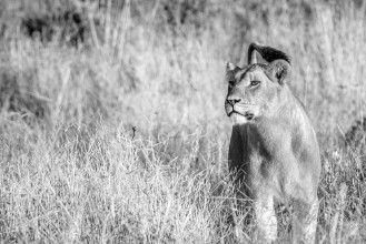 Bild på A female Lion walking in the grass