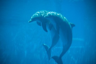 Image de Crecent Dolphins