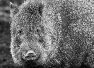 Bild på Collared peccary
