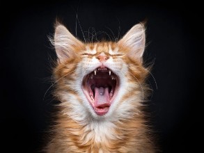Afbeeldingen van Head shot of yawning red tabby Maine Coon kitten Orchidvalley isolated on black background