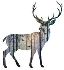 Picture of Silhouette of a deer Inside it is a misty coniferous forest with sun rays and flying birds Isolated object on white background