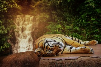 Image de Tired Tiger