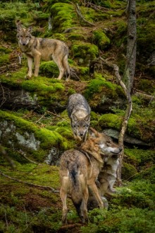 Picture of Alaska wolf pack Canis lupus 