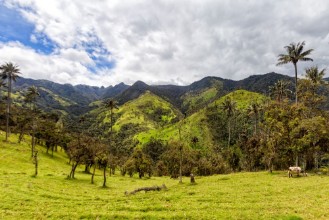 Bild på Dramatic Andean valley with wax palms near Salento Colombia
