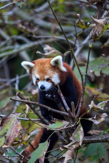 Bild på Red panda in a tree