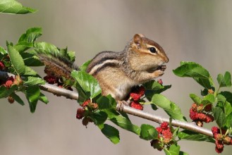 Bild på Chipmunk