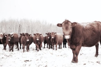 Picture of To be a farmer