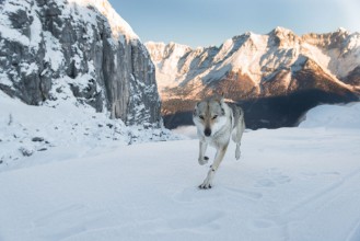 Obrazek Running wolf