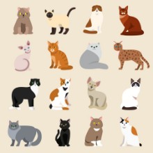 Bild von Cat breeds