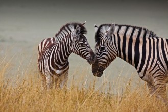 Bild på Zebre - Madre e figlio