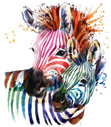 Slika Zebra illustration