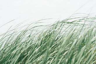Εικόνα της Windswept seagrass