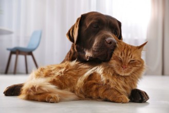 Afbeeldingen van Cat and Dog