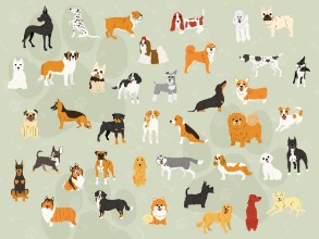 Obrazek Cute dogs in action