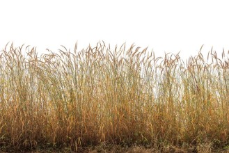 Picture of Grasses I