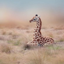 Immagine di Young Giraffe resting
