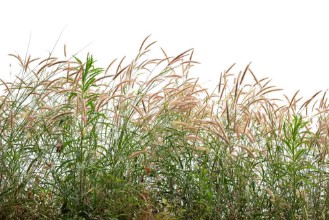 Imagem de Grasses II