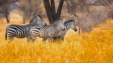 Pilt Common zebras