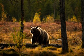Bild på Furry sunset