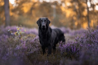 Immagine di Smiling labradore