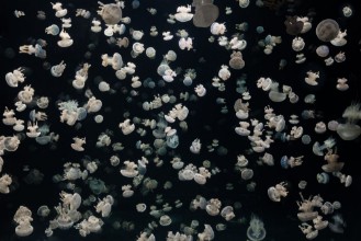 Bild von Just some Jellies