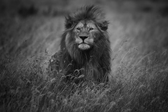 Image de Roi lion