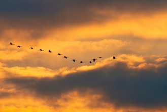 Picture of Opening Heaven