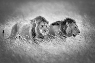 Picture of Emerging from the Savannah