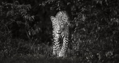 Picture of Leopardin katse