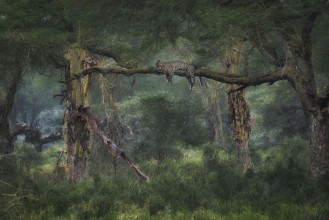 Obrázek The Jungle Book