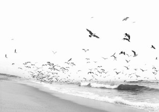 Picture of Seascape with Birds in Black and White