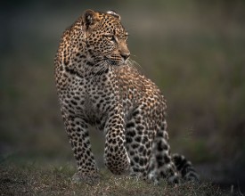 Picture of Spots
