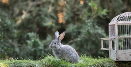 Bild på Little hare on the lawn a rabbit in a cage