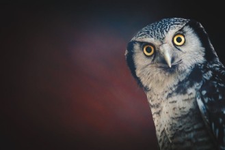 Bild von Owl