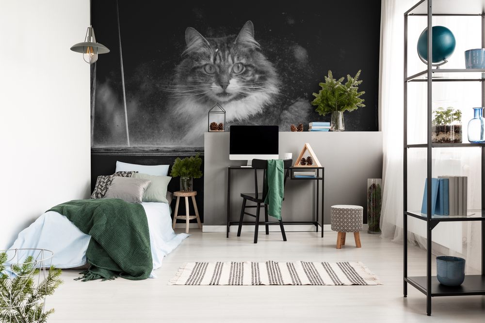 Picture of Black and White Cat