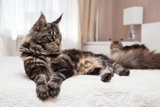 Afbeeldingen van Maine Coon